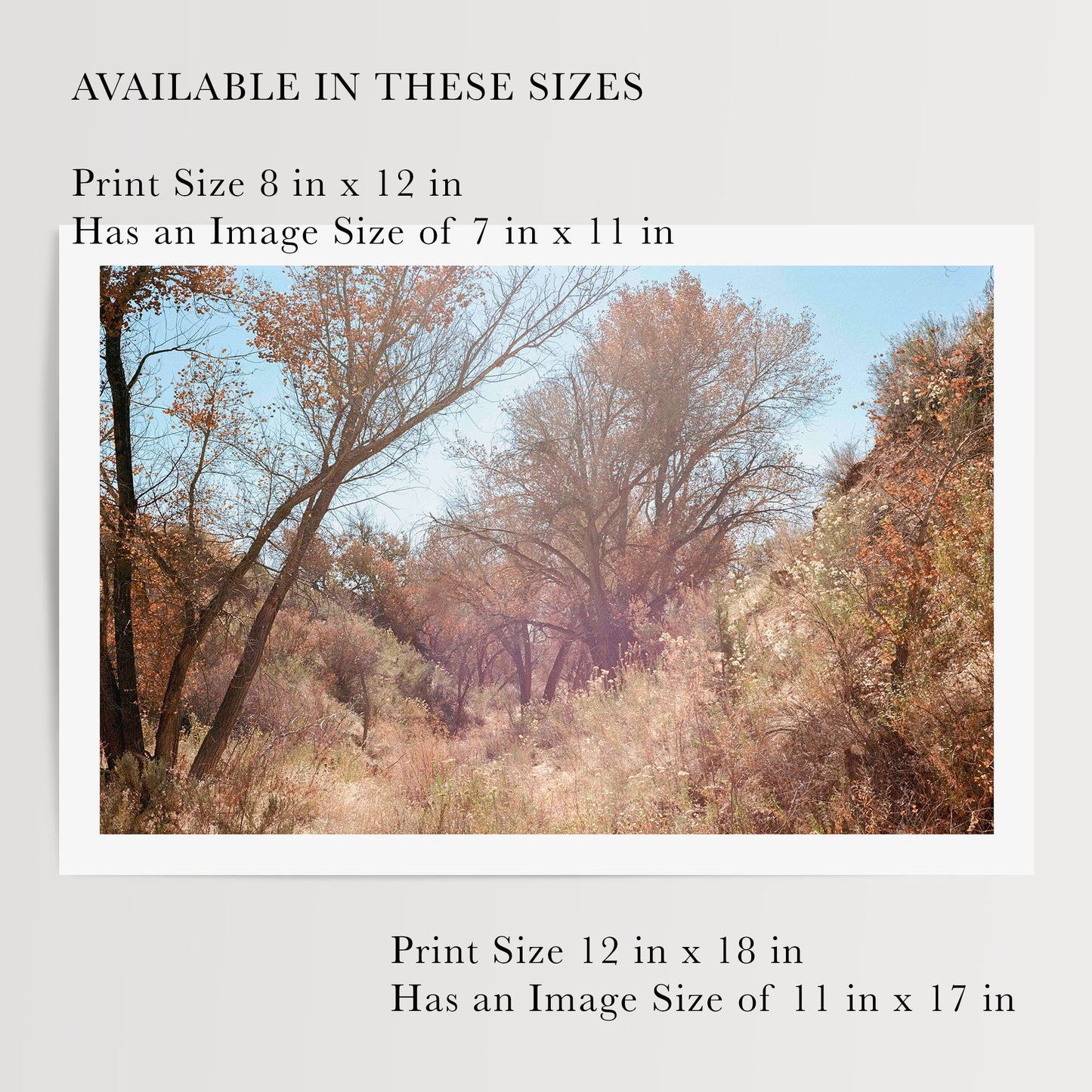 High Desert Trees | Open Edition Fine Art Print