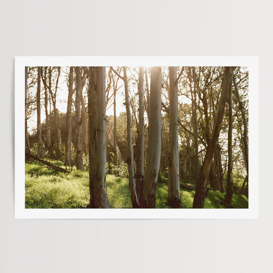 Eucalyptus Grove | Open Edition Fine Art Print