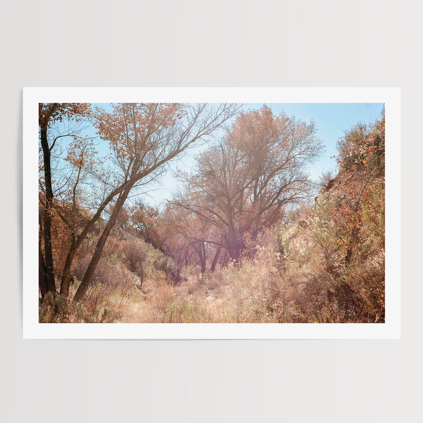 High Desert Trees | Open Edition Fine Art Print