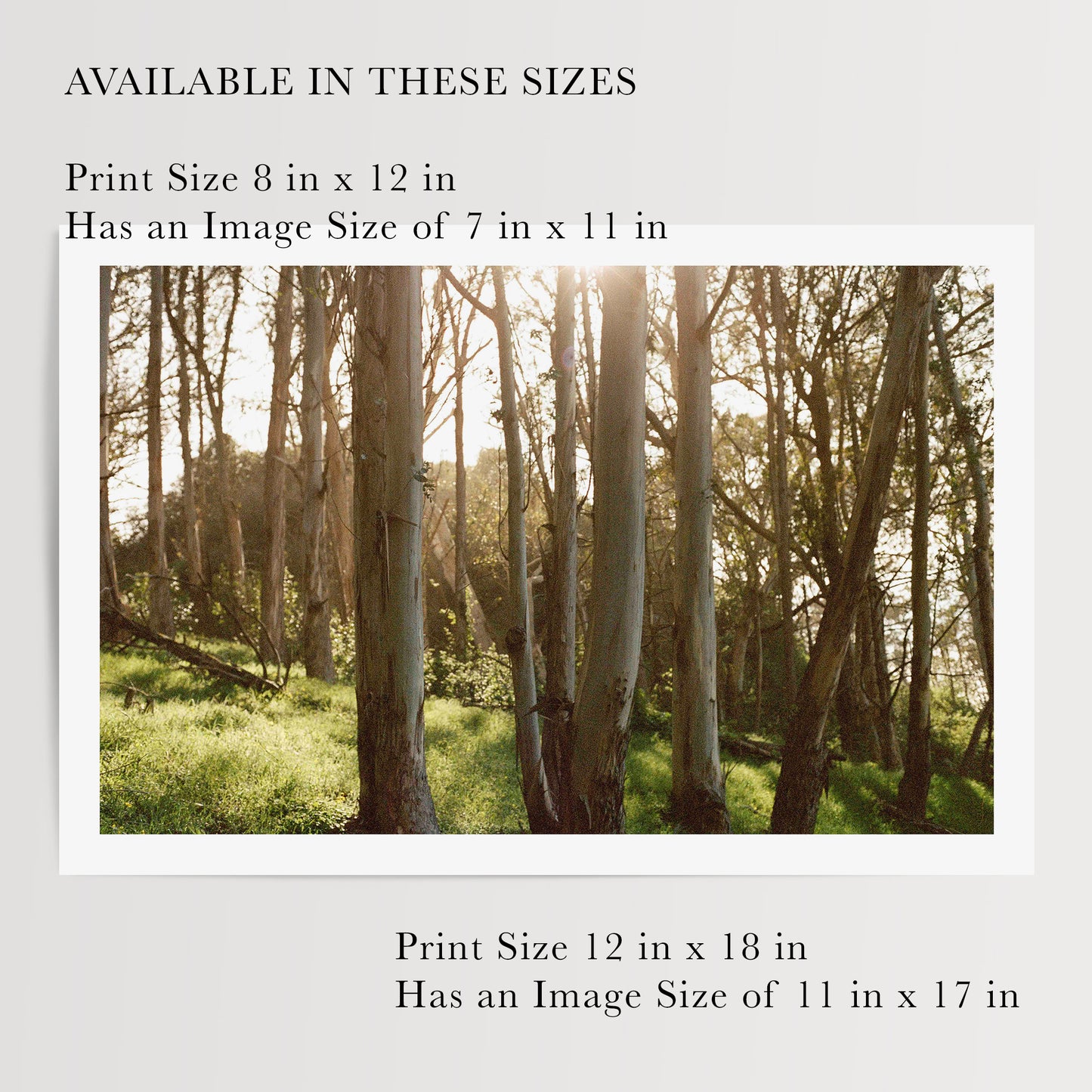 Eucalyptus Grove | Open Edition Fine Art Print