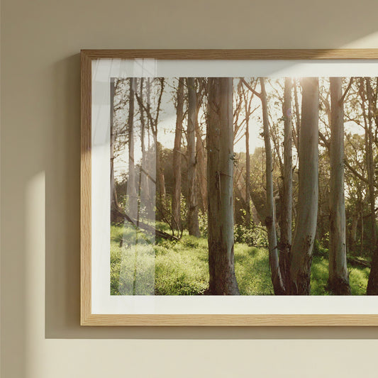 Eucalyptus Grove | Open Edition Fine Art Print
